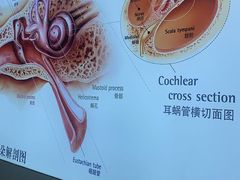 -自然之声助听器·呼吸机(康桥旗舰店)