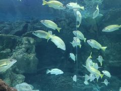 -上海海洋水族馆