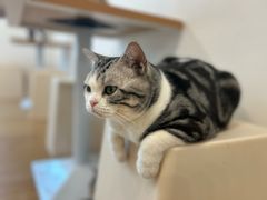 -有喵·猫咖·狗咖·40+猫狗有小奶狗(岗厦店)