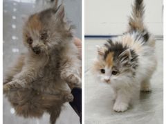 -纳吉亚猫专科动物医院博雅分院