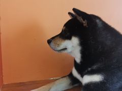 -喜柴咖啡·柴犬狗咖