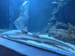 -太平洋海底世界