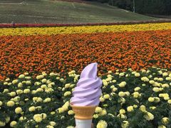 -富田农场