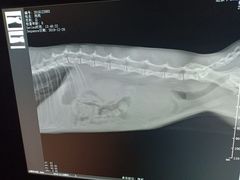 -喜多萌中农锦绣动物医院24H·猫科·牙科MRI·CT