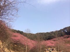 -新建村梅花