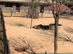 -石家庄市动物园