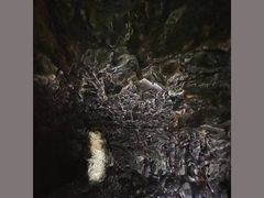 -仙蘑洞