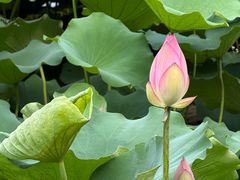 -荔湾湖公园