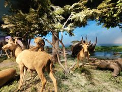 -国家自然博物馆