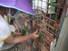 -马陆小张葡萄园农家乐