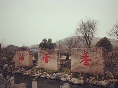 -香雪海