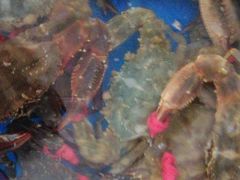 -宾朋海鲜特色美食餐厅·纯手工鲅鱼水饺(兴海路店)