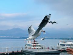 -海埂大坝