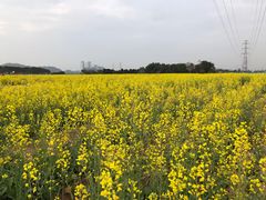 -长洲岛