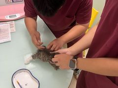 -宠福鑫康馨动物医院·骨科·眼科