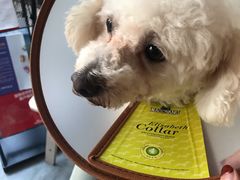 -爱侣宠医·鹦鹉专科·小型哺乳类·异宠专科(灵石路店)