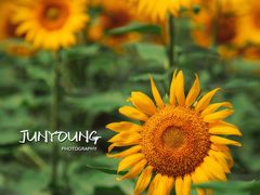 -花开海上生态园