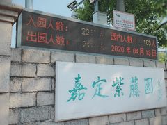 -嘉定紫藤园