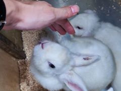 -上海大自然野生昆虫馆(东方明珠·爬宠昆虫探索中心)