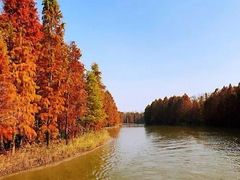 -上海海湾国家森林公园