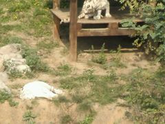 -石家庄市动物园