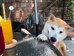 -柴犬高等学院·狗咖·柴犬售卖·宠物训练