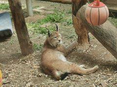 -青藏高原野生动物园