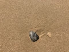 -黄金海岸
