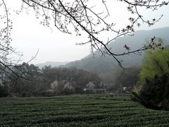 -龙井村