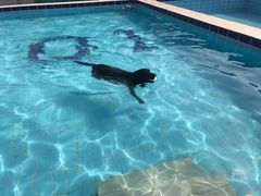 -趣玩宠物乐园寄养训犬训狗游泳池