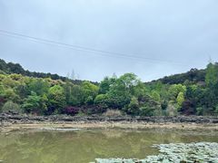 -铁山坪森林公园