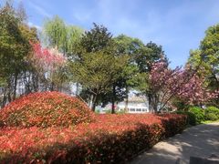 -金鸡湖桃花岛