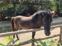 -海南热带野生动植物园
