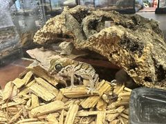 -帕帕拉兹宠物(亚洲旗舰店)