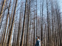 -昆山城市生态森林公园