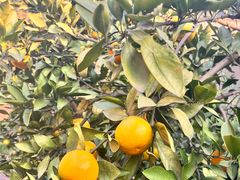 -蛙喔牛蛙(仙林万达茂店)