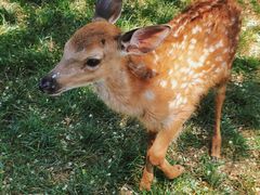 -北京鹿世界主题园