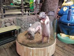 -正佳雨林生态植物园