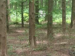 -黄海国家森林公园