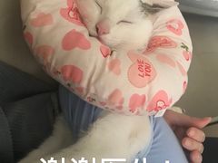 -创凡宠物医院·骨专科  猫科中心(西乡分院)