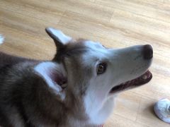 -Husky Go! 哈士奇体验馆·宠物咖啡厅狗咖