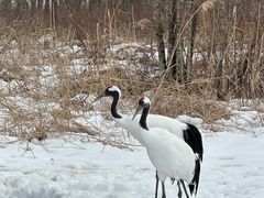 -钏路市丹顶鹤自然公园