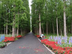-东平国家森林公园