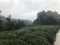 -西湖风景区十里琅珰-五云山