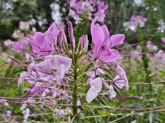 -黑龙江省森林植物园