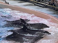 -帝企鹅自助餐厅•儿童岛•真企鹅(长隆企鹅酒店)