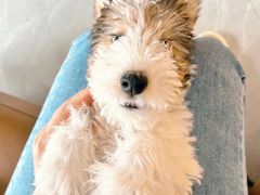 -派特宠物医院(圆融广场店)