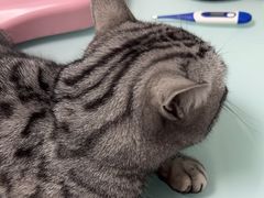 -宠福鑫康馨动物医院·骨科·眼科