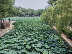 -鲁镇
