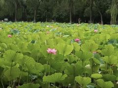 -阿尔丁植物园